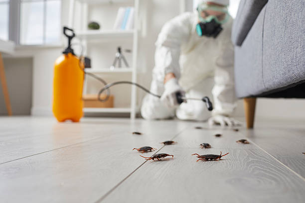 Commercial Kitchen Cockroach Control in Port Edwards
